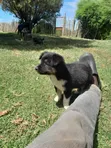 1-3 Month Female Caucasian Shepherd Mix Puppy - 2