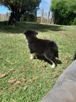1-3 Month Female Caucasian Shepherd Mix Puppy - 3