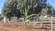 Kitalu cha Kuuzwa - Kikuyu, Lusigetti | KSh 2.7M - 5