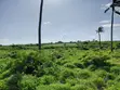 Eneo la Eka 8 Pwani Mchanga kwa Uuzaji, Jacaranda, Watamu - 4
