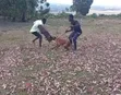 Controlled Aggression Dog Training - 1