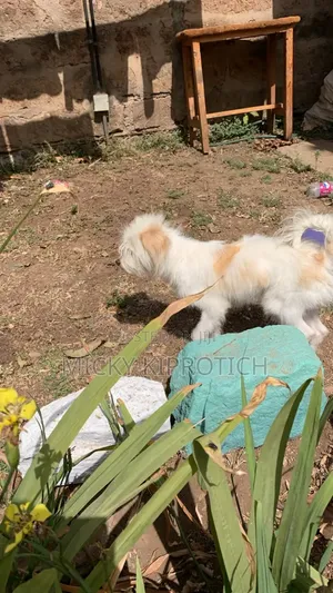 Purebred Maltese Puppy, 6-12 Months Male