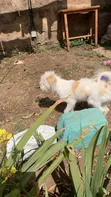 Mbwa Mzazi wa Maltese, Miezi 6-12 Kiume - 1