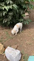 Mbwa Mzazi wa Maltese, Miezi 6-12 Kiume - 2
