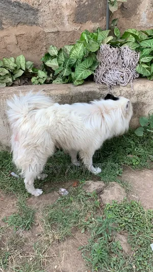 Purebred Japanese Spitz - 1+ Year Male