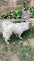 Purebred Japanese Spitz - 1+ Year Male - 1