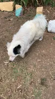 Purebred Japanese Spitz - 1+ Year Male - 2