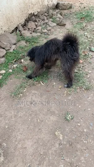 Mbwa Mzazi wa Maltese, Kiume, Miezi 6-12