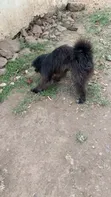Mbwa Mzazi wa Maltese, Kiume, Miezi 6-12 - 1
