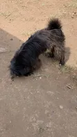 Mbwa Mzazi wa Maltese, Kiume, Miezi 6-12 - 2
