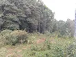Prime 1/2 Acre Residential Land in Tigoni, Kentmere - 2