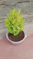 Block ya Vyumba 44 vya Ghorofa Zinauzwa Ruaka - 4