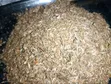 Dried Ochonga (Freshwater Shrimp) - 10 Kg - 3