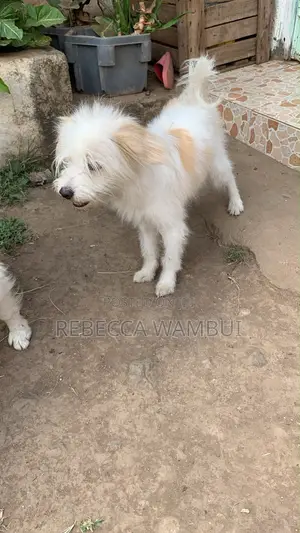 Purebred Havanese Male Puppy (6-12 Months)