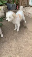 Purebred Havanese Male Puppy (6-12 Months) - 1