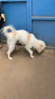 Purebred Havanese Male Puppy (6-12 Months) - 2