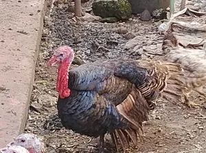 Mature Turkey for Sale