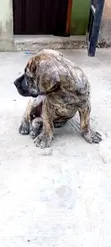Purebred Boerboel Puppy, 1-3 Months Old - 1