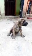 Purebred Boerboel Puppy, 1-3 Months Old - 2