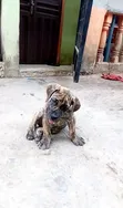 Purebred Boerboel Puppy, 1-3 Months Old - 3