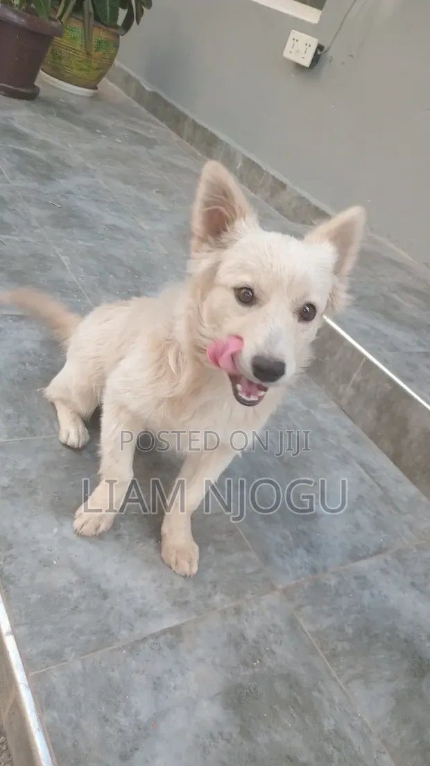 3-6 Month Male Mixed Breed Japanese Spitz Puppy - 1