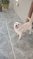 3-6 Month Male Mixed Breed Japanese Spitz Puppy - 2