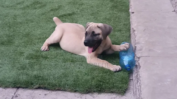 Female Boerboel Puppy, 1-3 Months Old - 1