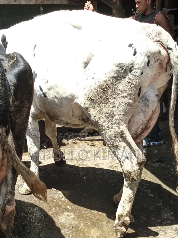 Ng'ombe wa Kaka Wanaotoa Maziwa Mengi Wanauzwa - 1
