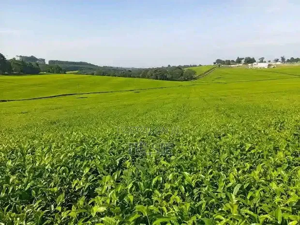 2 Acres Tea Plantation Land for Sale in Tigoni, Limuru - 1