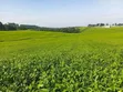 2 Acres Tea Plantation Land for Sale in Tigoni, Limuru - 1