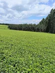 2 Acres Tea Plantation Land for Sale in Tigoni, Limuru - 2
