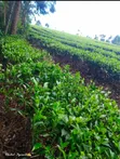 2 Acres Tea Plantation Land for Sale in Tigoni, Limuru - 3