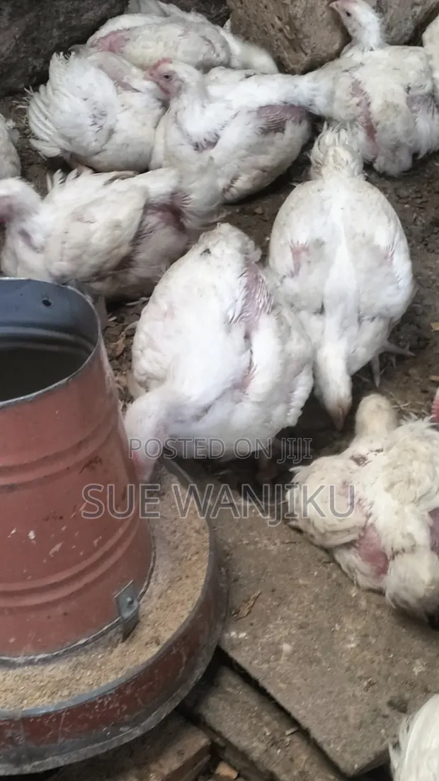 Broilers Wanauzwa Wangige - 1