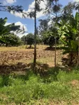 Makuyu Prime 1/4 Acre Land - Ready Title, Quick Sale - 1
