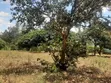 Makuyu Prime 1/4 Acre Land - Ready Title, Quick Sale - 4