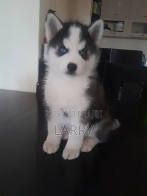 Purebred Siberian Husky Puppy - 1-3 Months Male