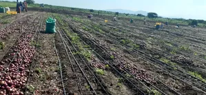 Tinga Magandi Road Prime Irrigated Farmland - 210 Acres