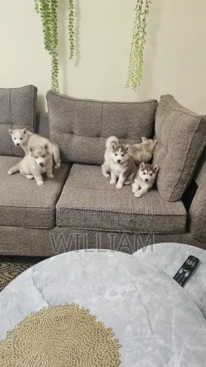 Purebred Siberian Husky Puppy (1-3 Months)