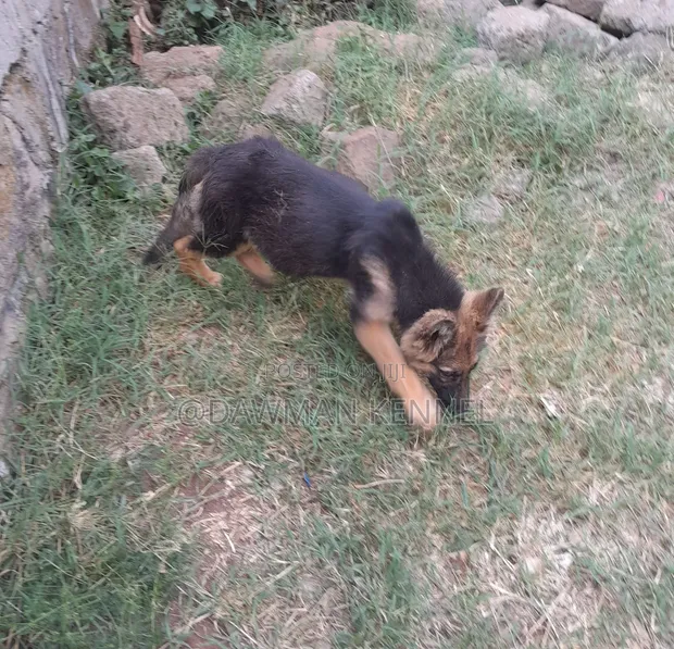 Purebred German Shepherd Puppy - 1-3 Months Female - 1
