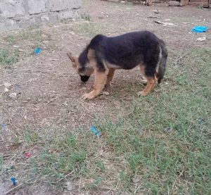 Kambeni Safi wa Kike wa Kijerumani (Miezi 3-6)