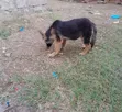 Female Purebred German Shepherd Puppy (3-6 Months) - 1