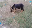 Female Purebred German Shepherd Puppy (3-6 Months) - 2