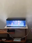 Black Desktop Aquarium - 2