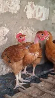 Kuku wa Kienyenji Bora - Wenye Miezi 2 - 2