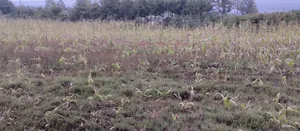 Olkalou Prime Farmland for Sale