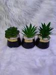 Kipodozi cha Mmea wa Succulent wa Keramik - 3