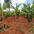 3-Bedroom Bungalow for Sale in Ithanga, Kakuzi/Mitubiri - 3