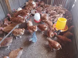 Chicken for Sale