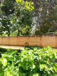 1/8 Acre Plot for Sale in Mvindeni, Ukunda - 1