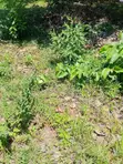 1/8 Acre Plot for Sale in Mvindeni, Ukunda - 4